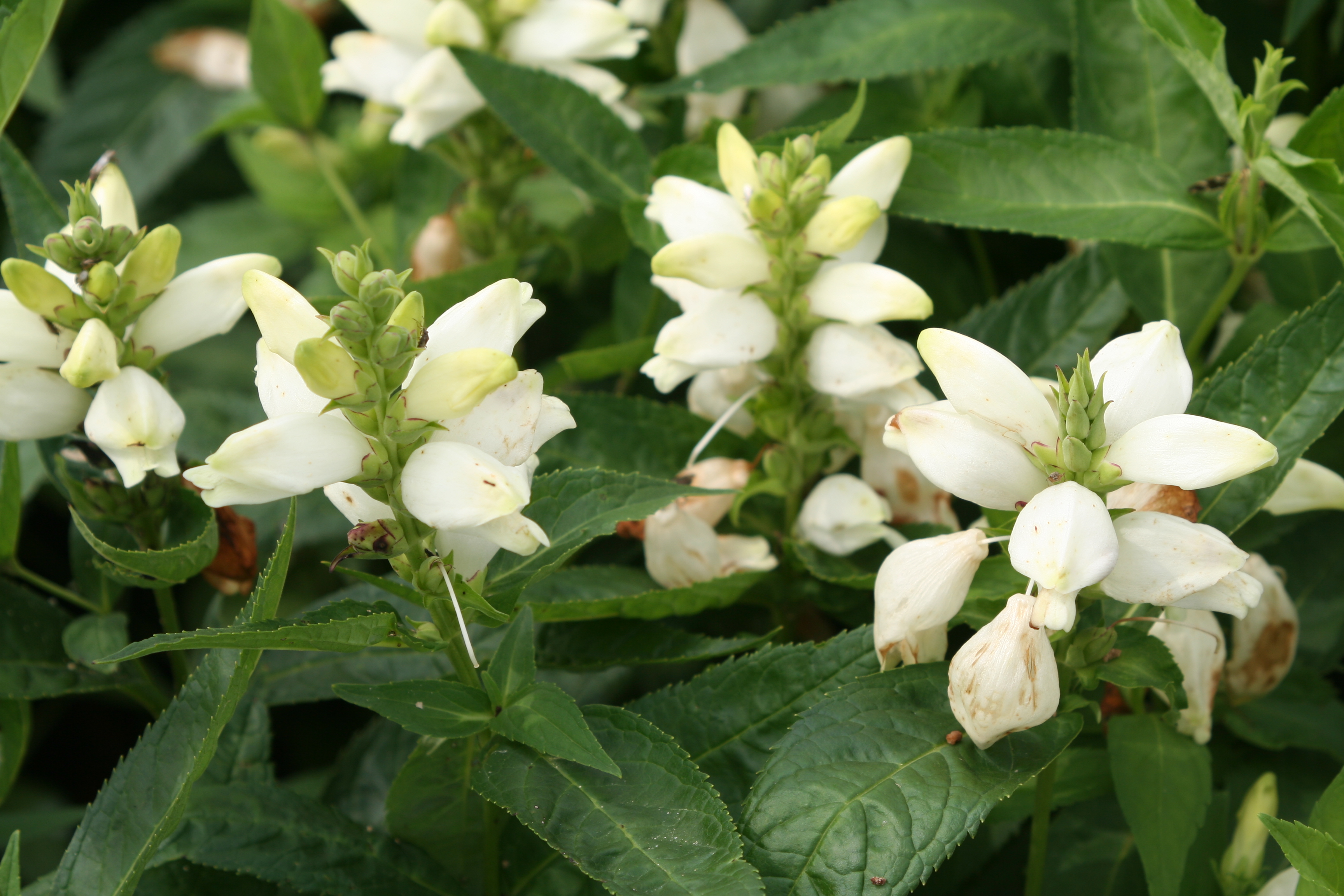 Chelone obliqua 'Alba'
